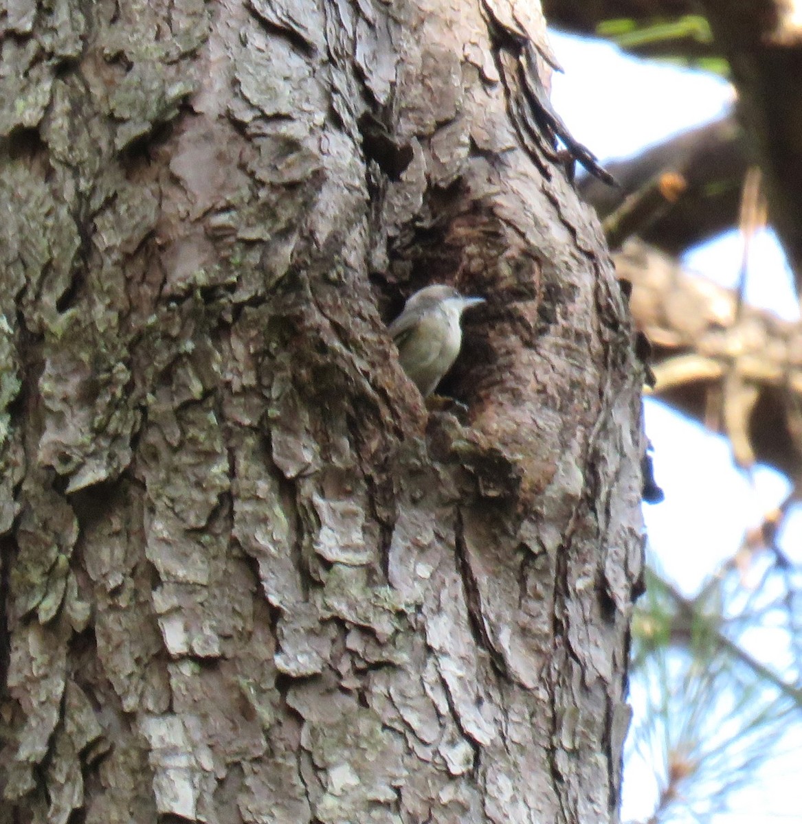 Brown-headed Nuthatch - ML620924223