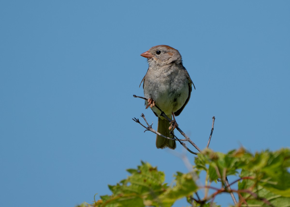 Field Sparrow - ML620924242