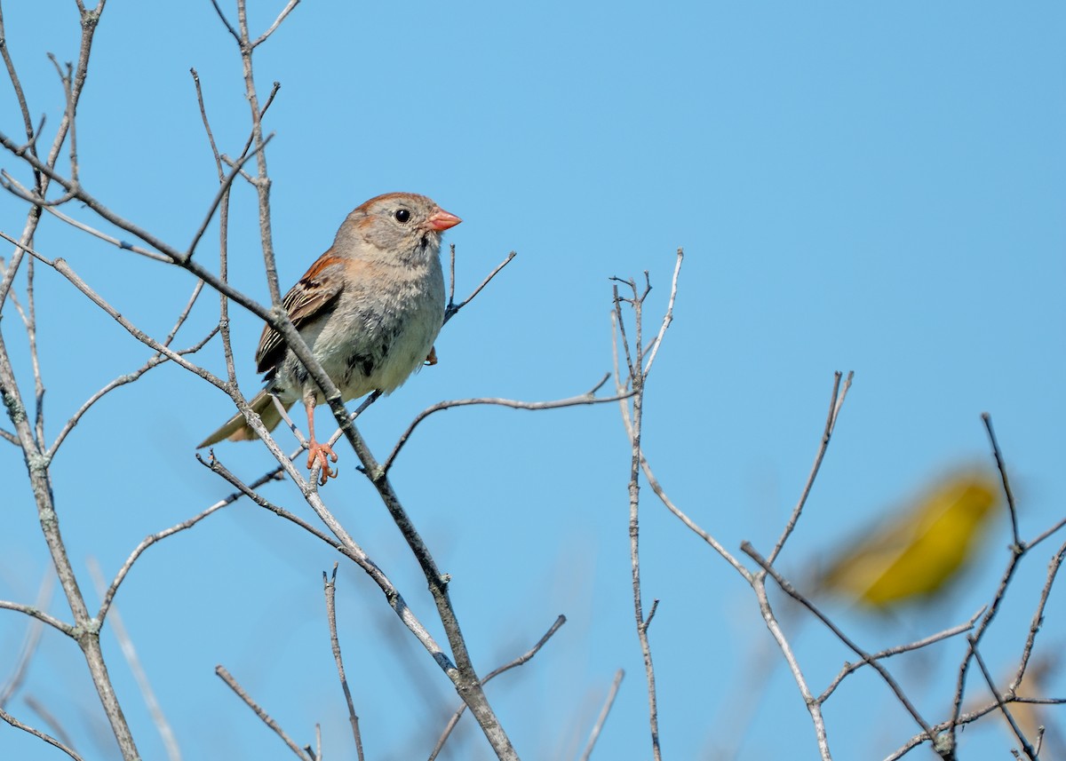 Field Sparrow - ML620924243