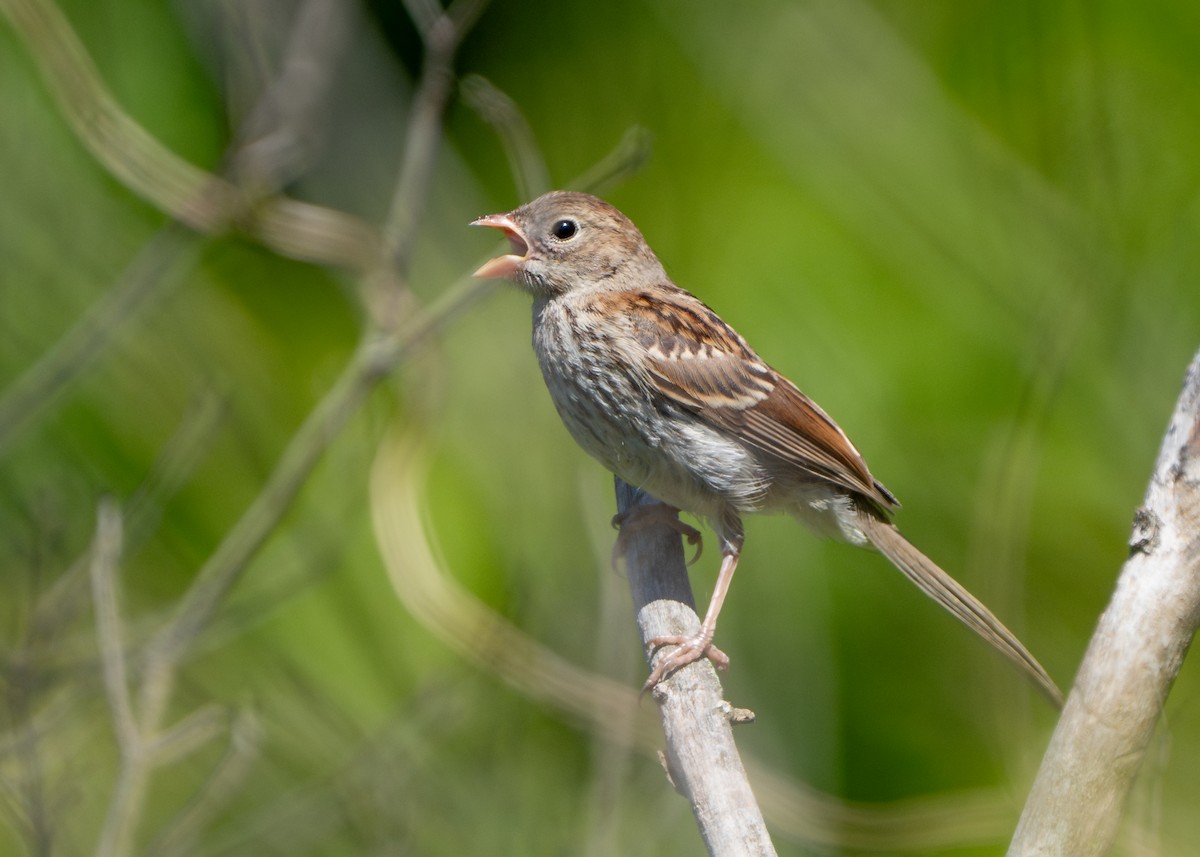 Field Sparrow - ML620924244