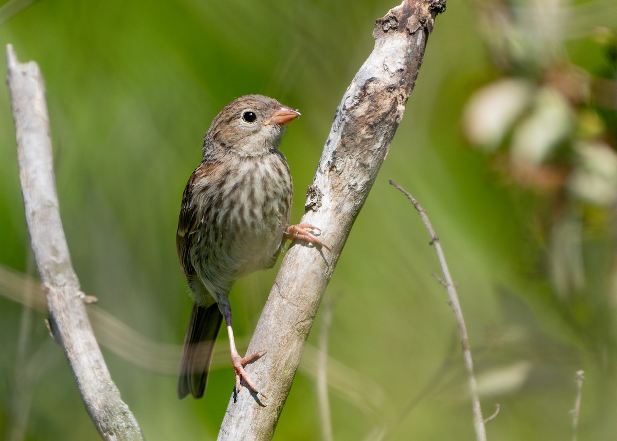 Field Sparrow - ML620924245