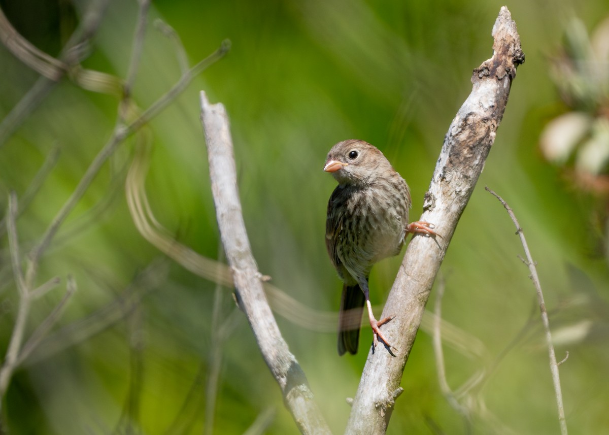 Field Sparrow - ML620924246