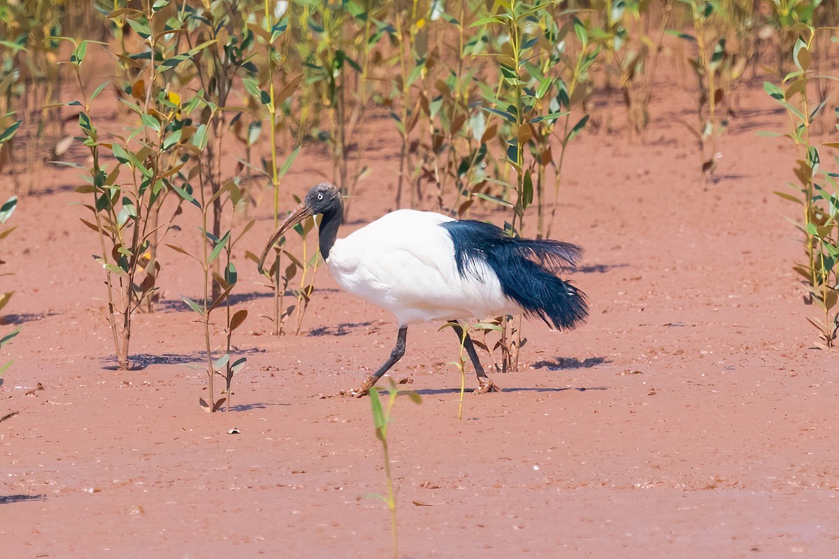 Malagasy Sacred Ibis - ML620924299