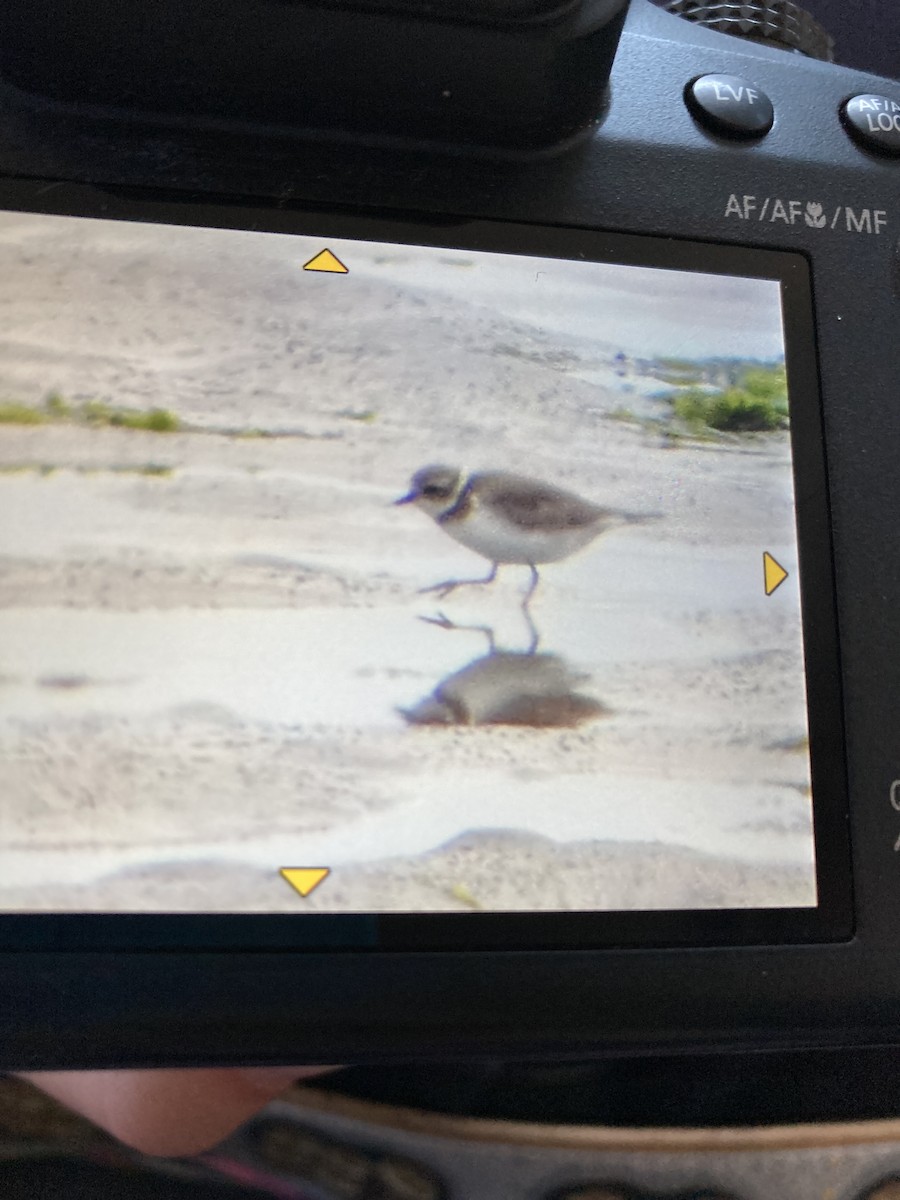 Semipalmated Plover - ML620924310