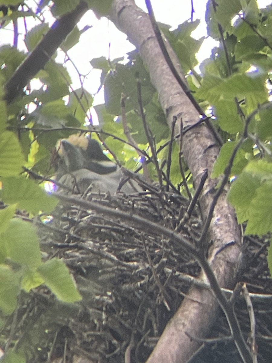 Yellow-crowned Night Heron - ML620924335