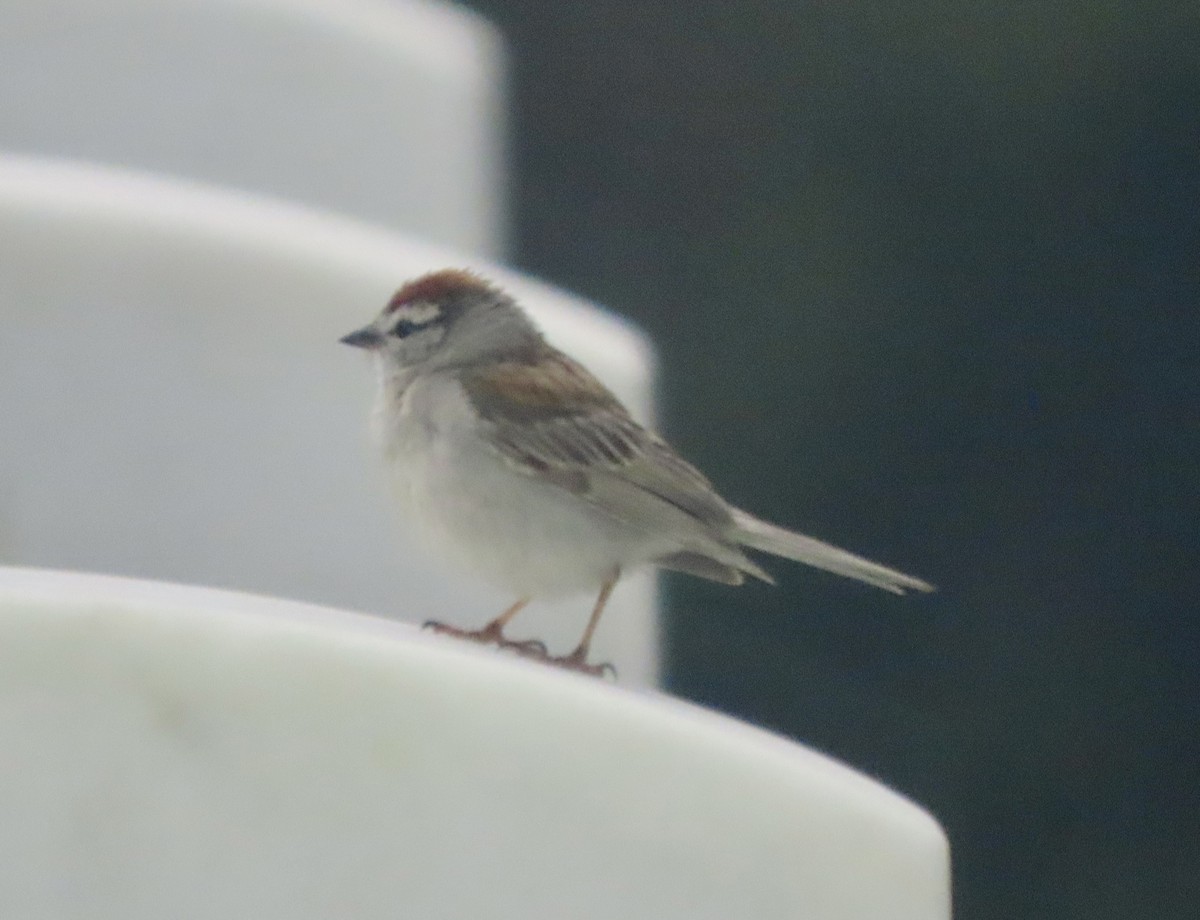 Chipping Sparrow - ML620924348