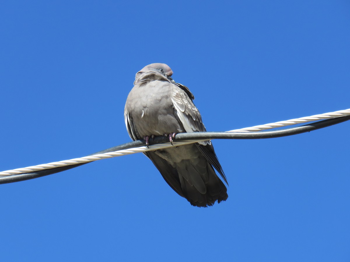 Spot-winged Pigeon (albipennis) - ML620924358