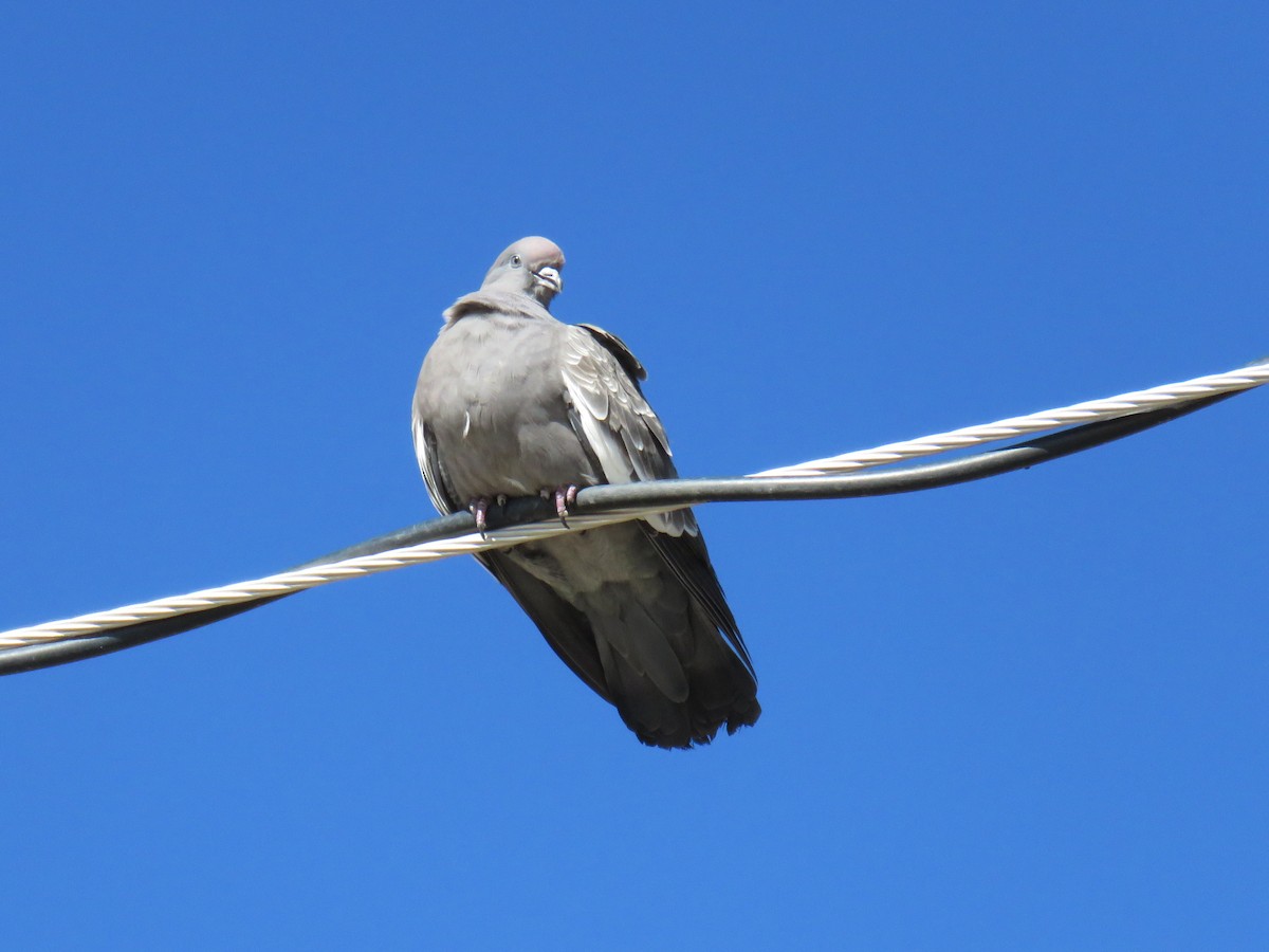 Spot-winged Pigeon (albipennis) - ML620924359