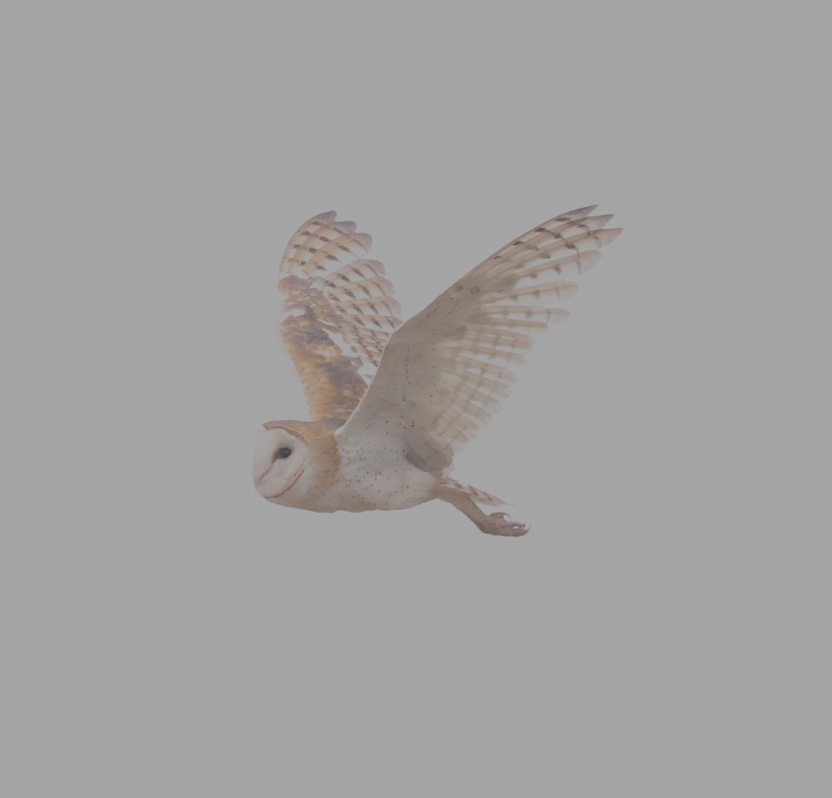 Barn Owl - ML620924362