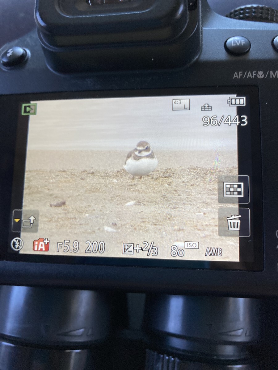Semipalmated Plover - ML620924373