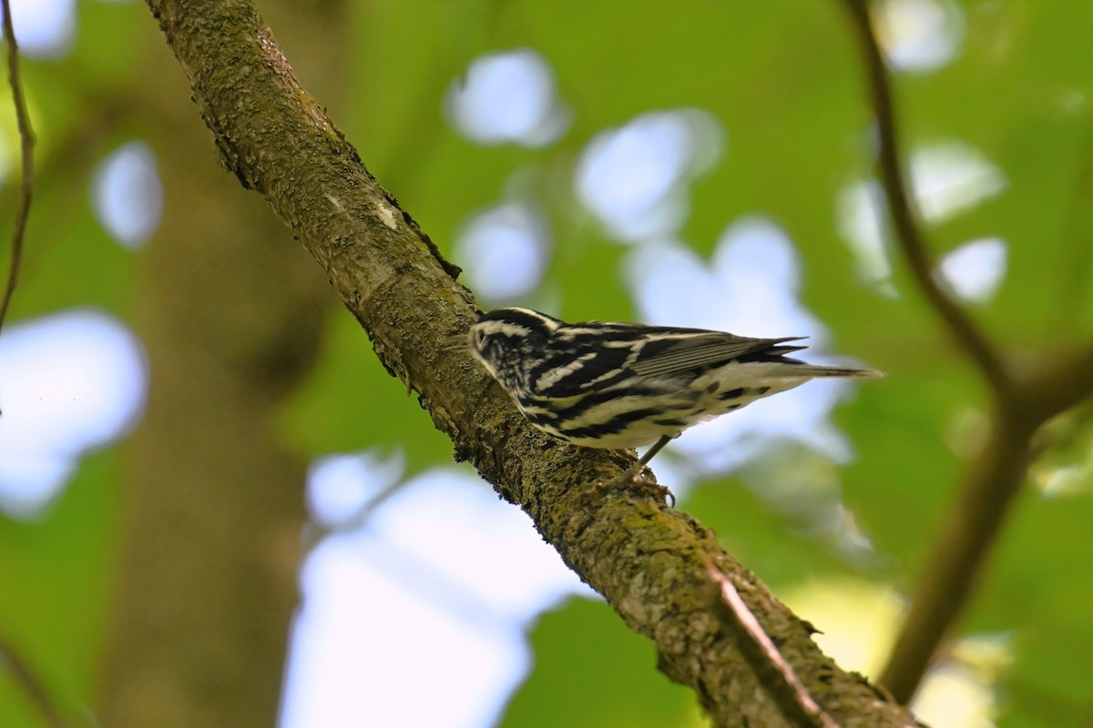 Black-and-white Warbler - ML620924383