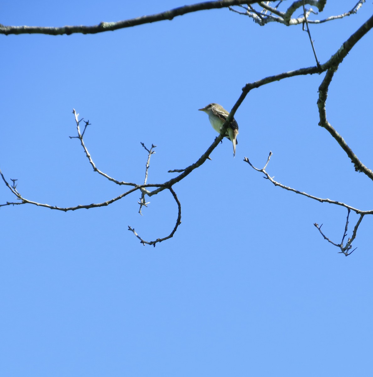 Alder Flycatcher - ML620924384