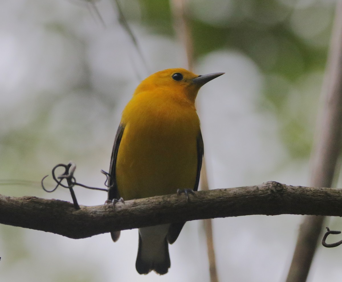 Prothonotary Warbler - ML620924446