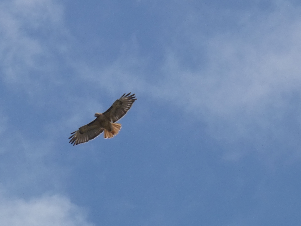 Red-tailed Hawk - ML620924448