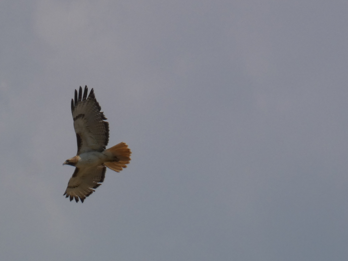Red-tailed Hawk - ML620924449