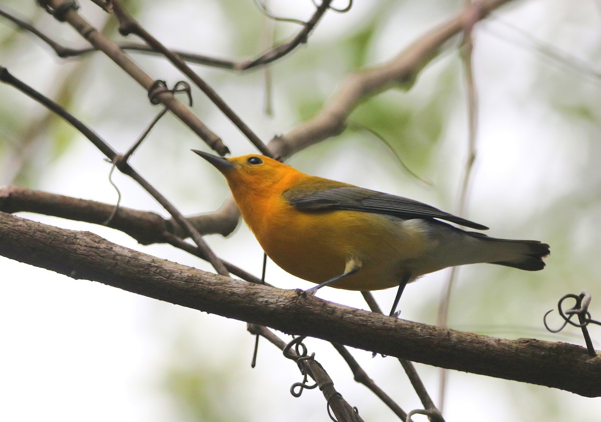 Prothonotary Warbler - ML620924450