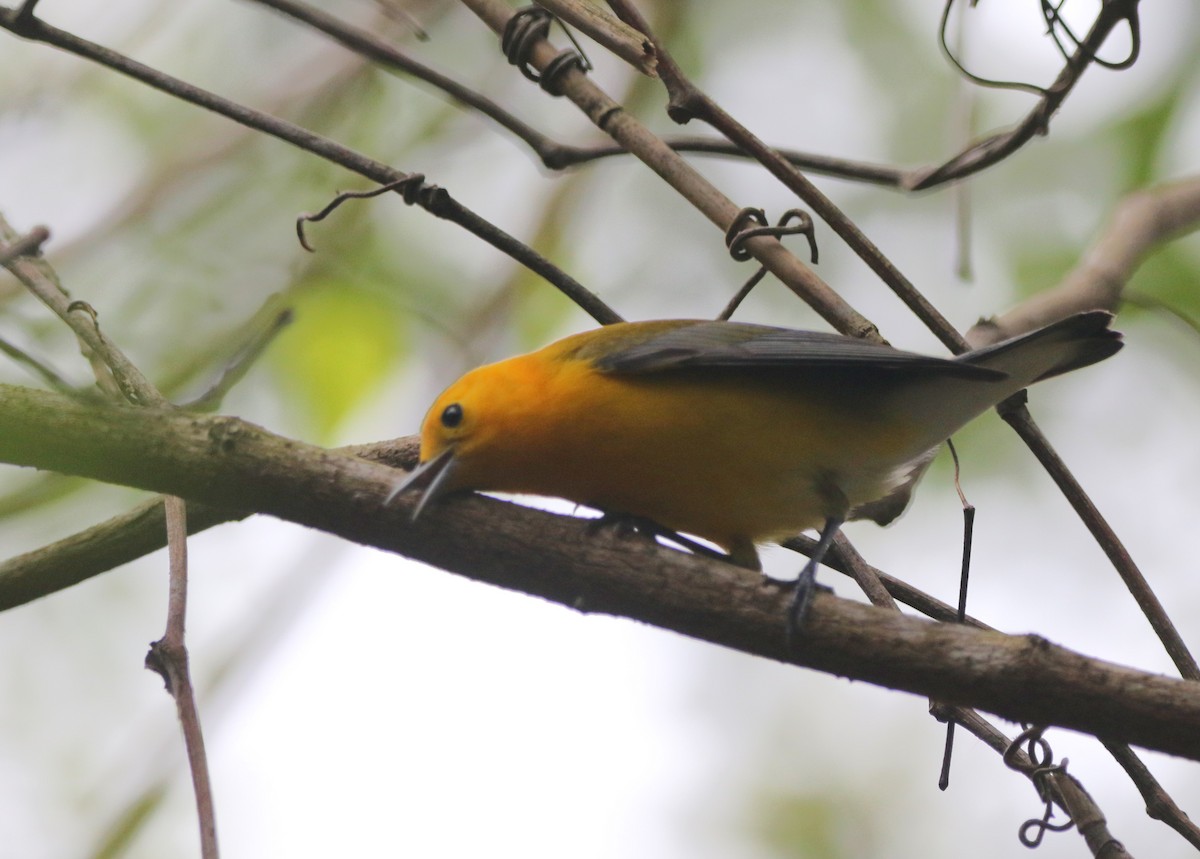 Prothonotary Warbler - ML620924452