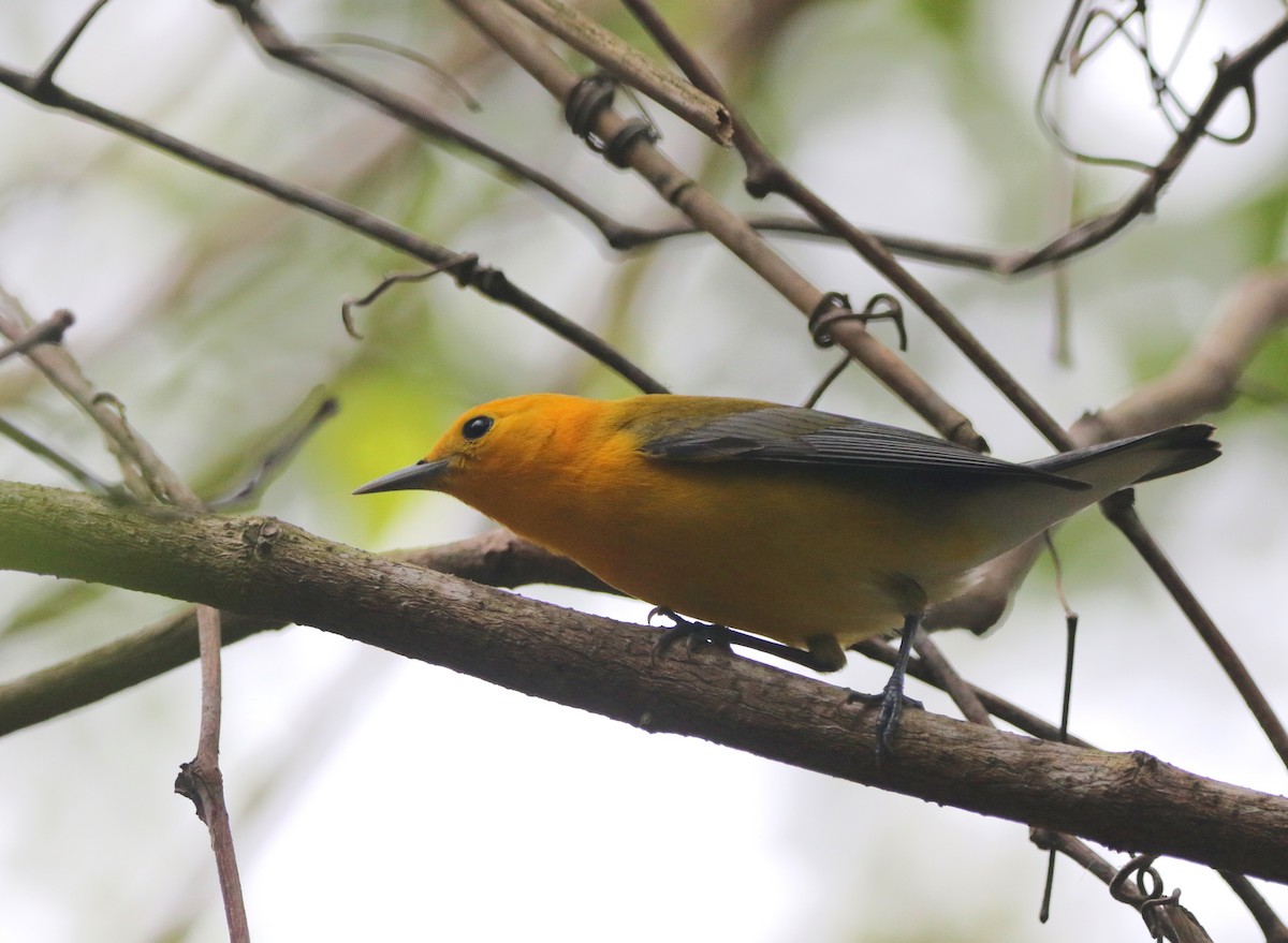 Prothonotary Warbler - ML620924456