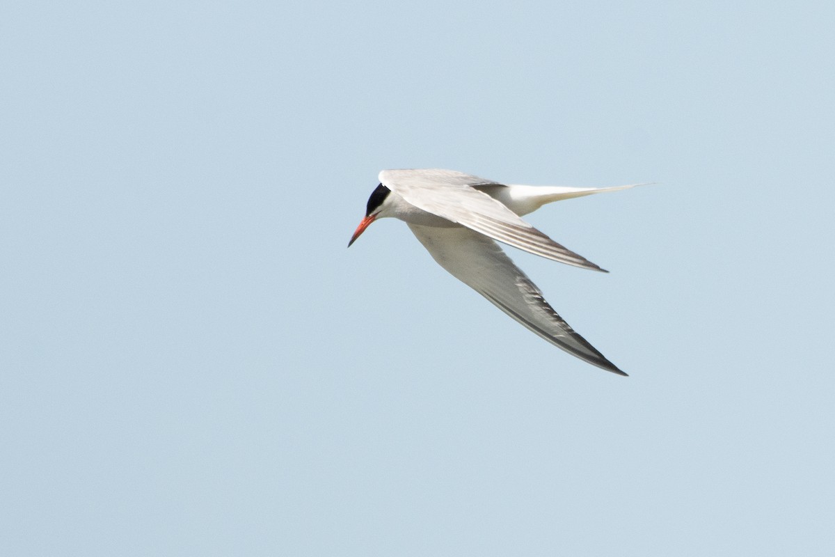 Common Tern - ML620924577