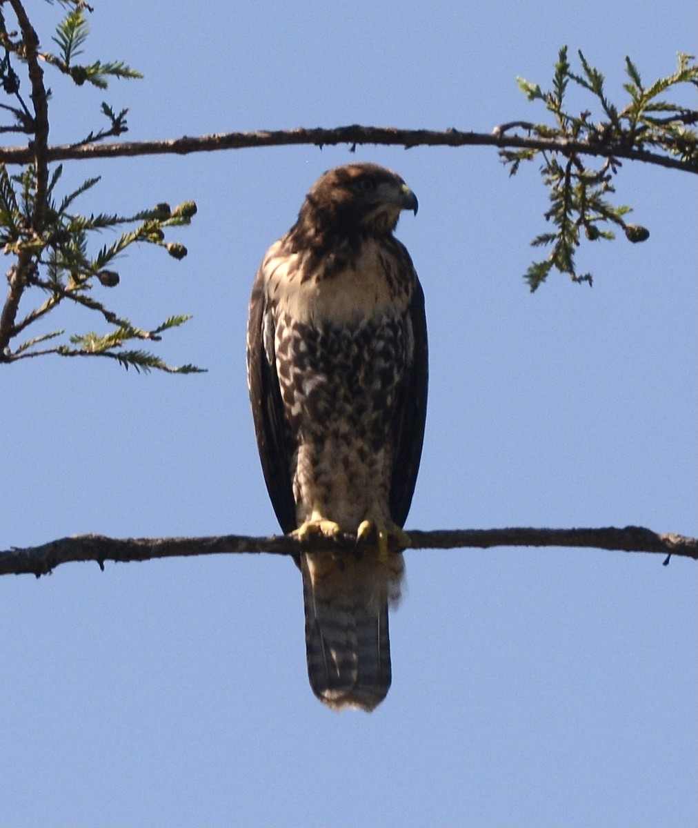 Red-tailed Hawk - ML620924593