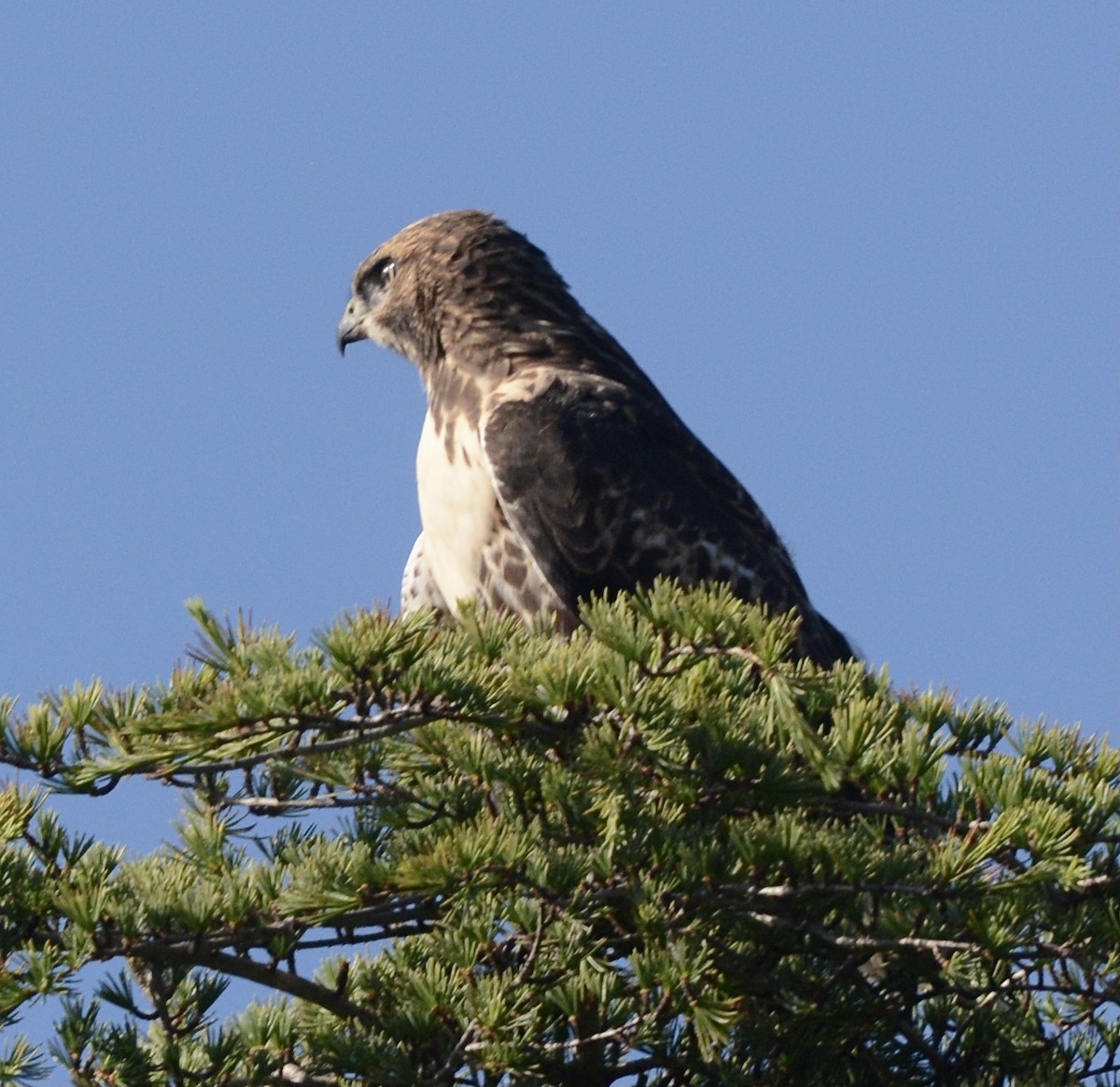 Red-tailed Hawk - ML620924594
