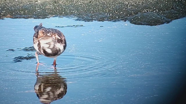 Ruddy Turnstone - ML620924607