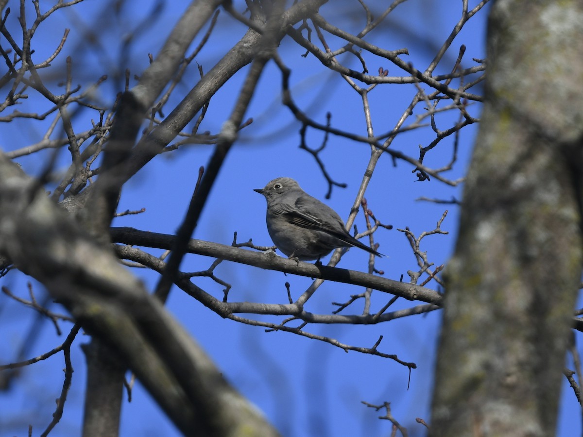 Townsend's Solitaire - ML620924630