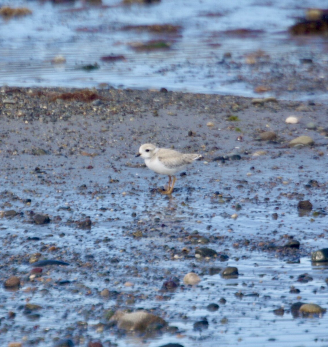 Piping Plover - ML620924658
