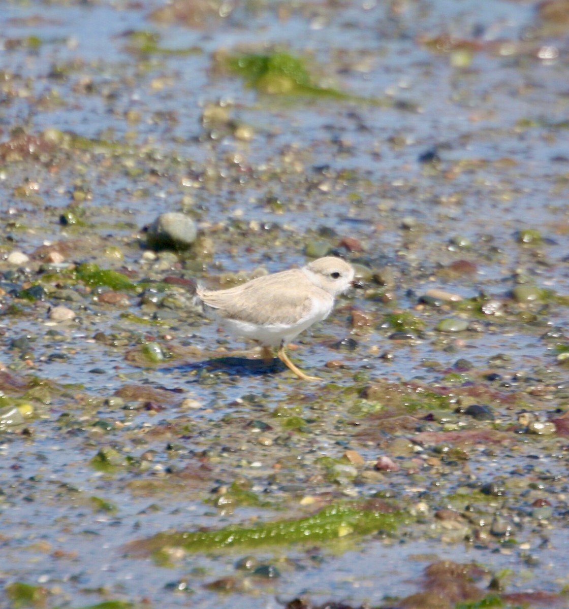 Piping Plover - ML620924659