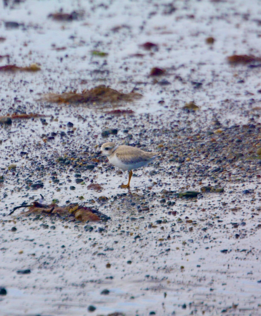 Piping Plover - ML620924660