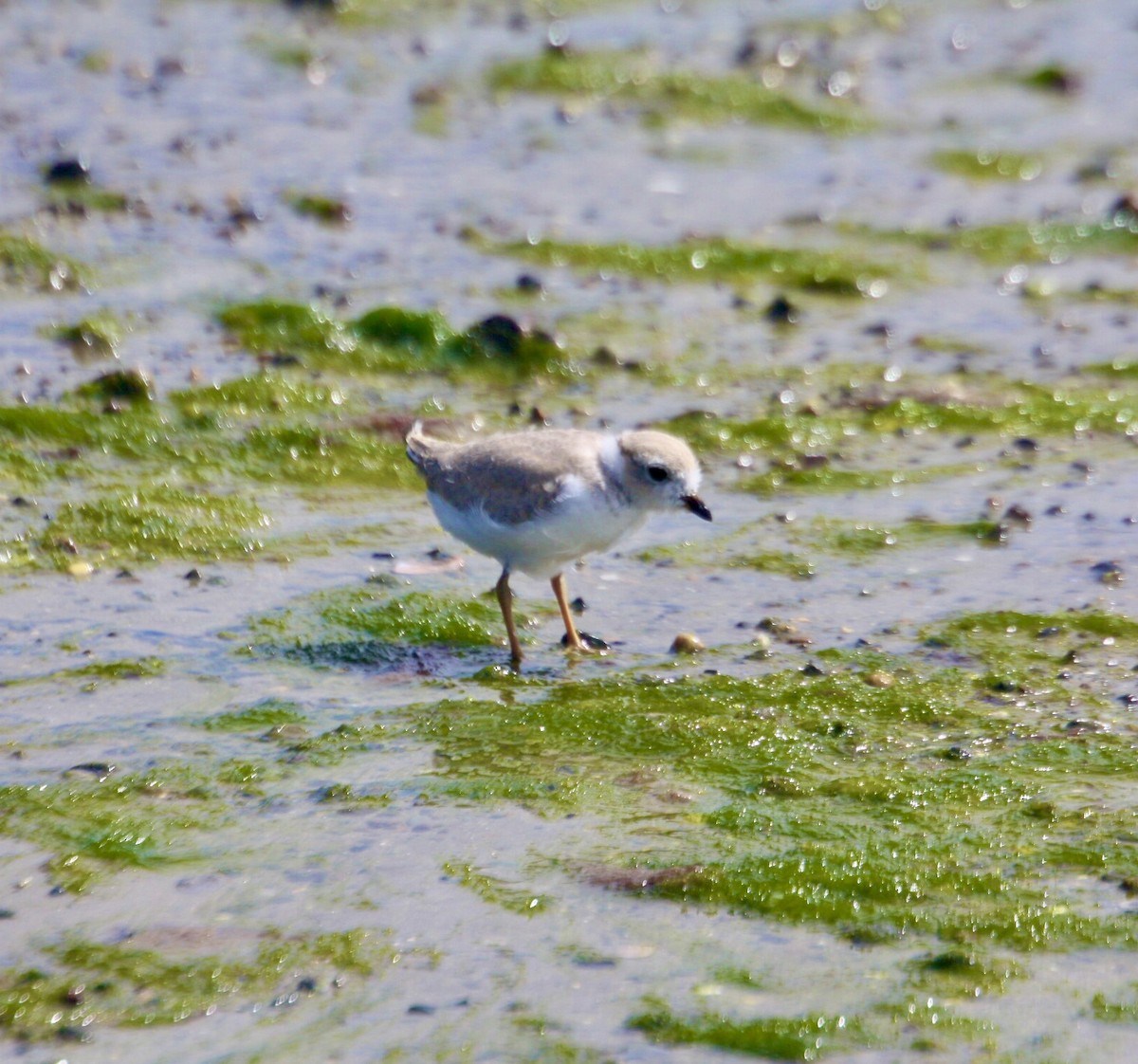 Piping Plover - ML620924661