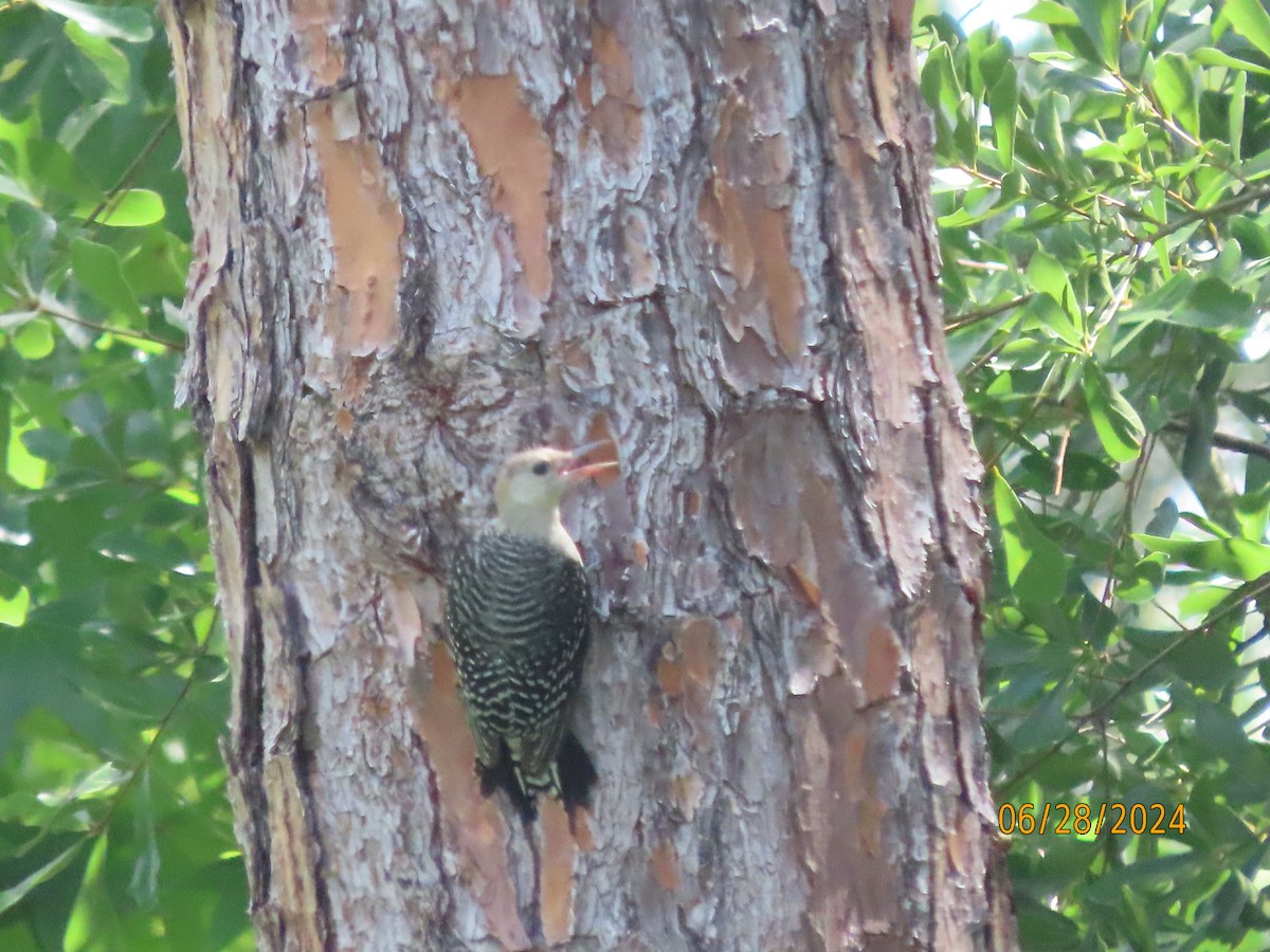 Red-bellied Woodpecker - ML620924682