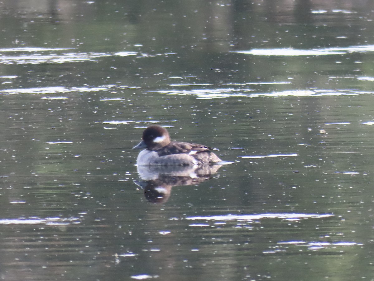 Bufflehead - ML620924723