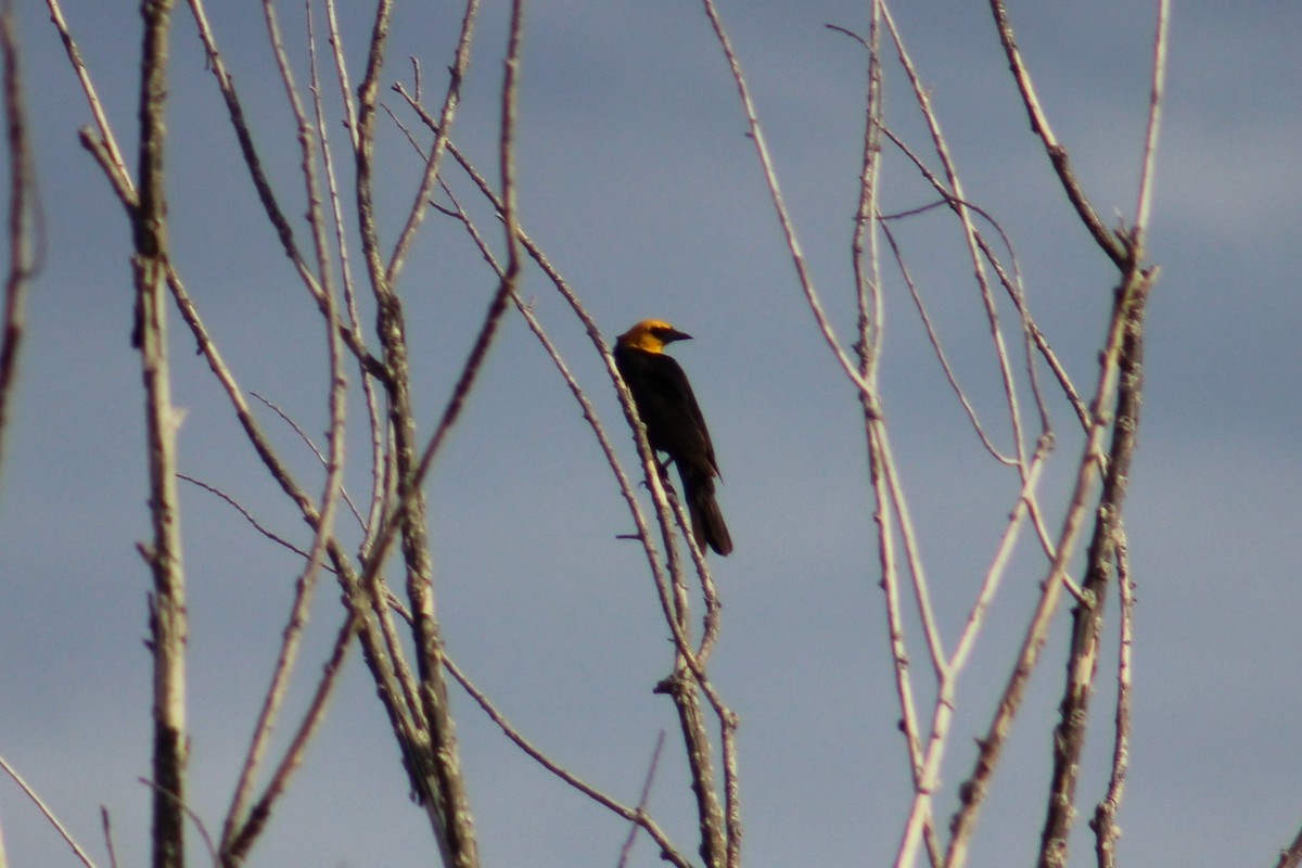 Yellow-headed Blackbird - ML620924726