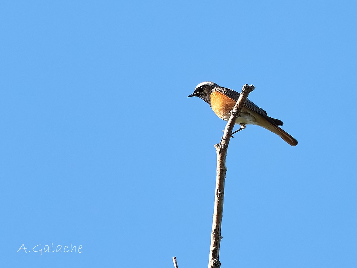 Common Redstart - A. Galache