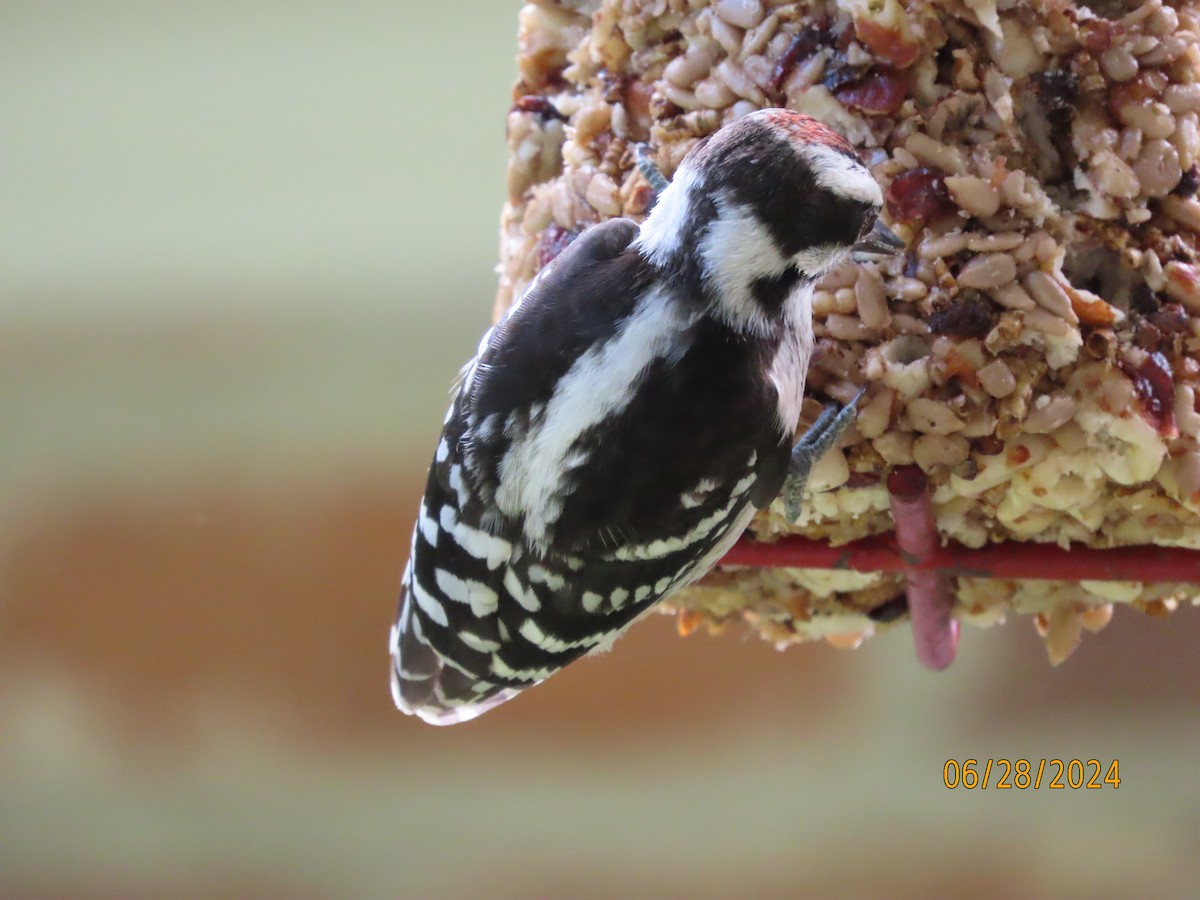 Downy Woodpecker - ML620924741