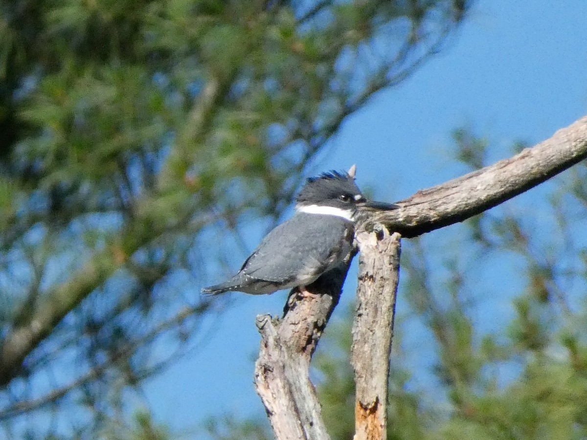 Belted Kingfisher - ML620924747