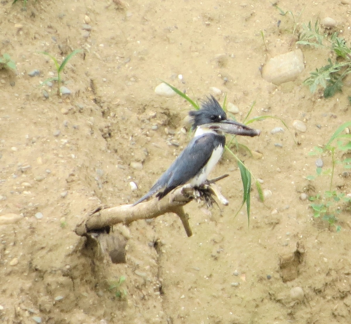 Belted Kingfisher - ML620924813