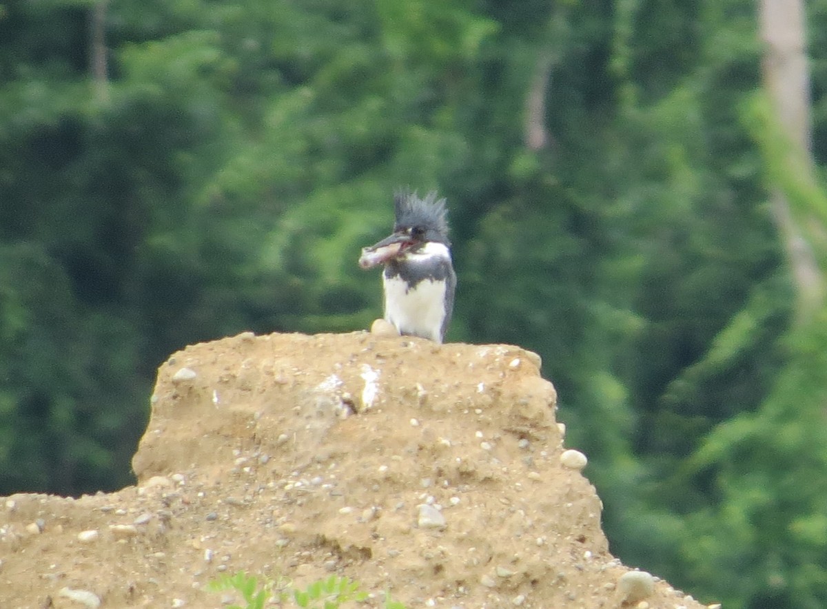 Belted Kingfisher - ML620924814