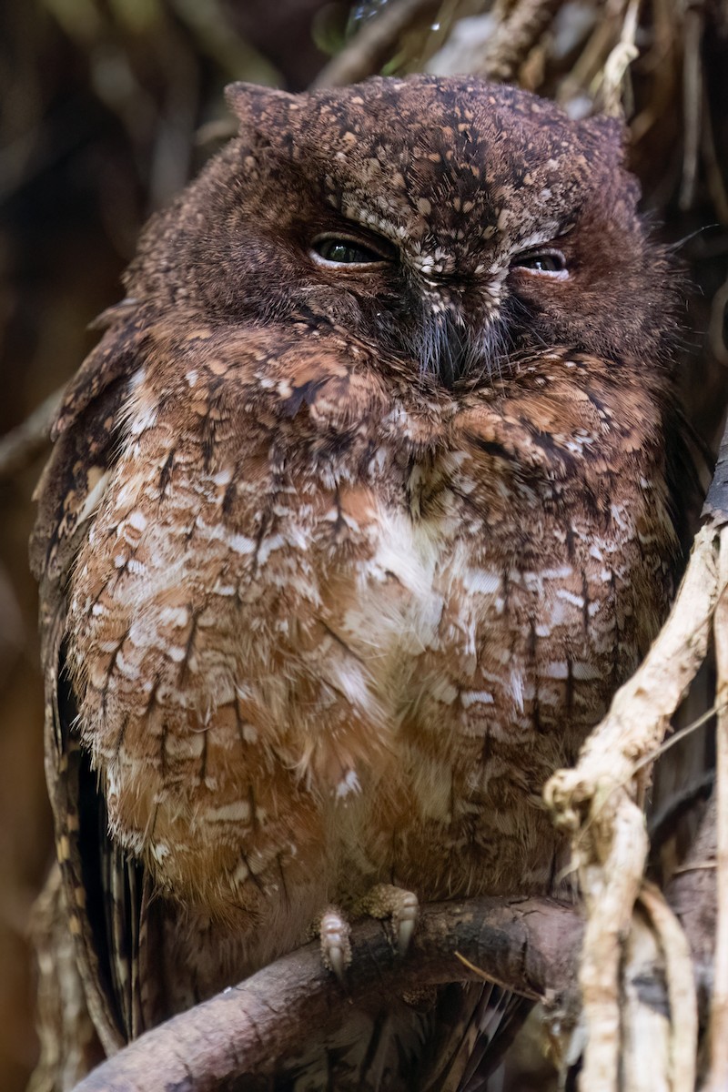 Madagascar Scops-Owl (Rainforest) - ML620924869