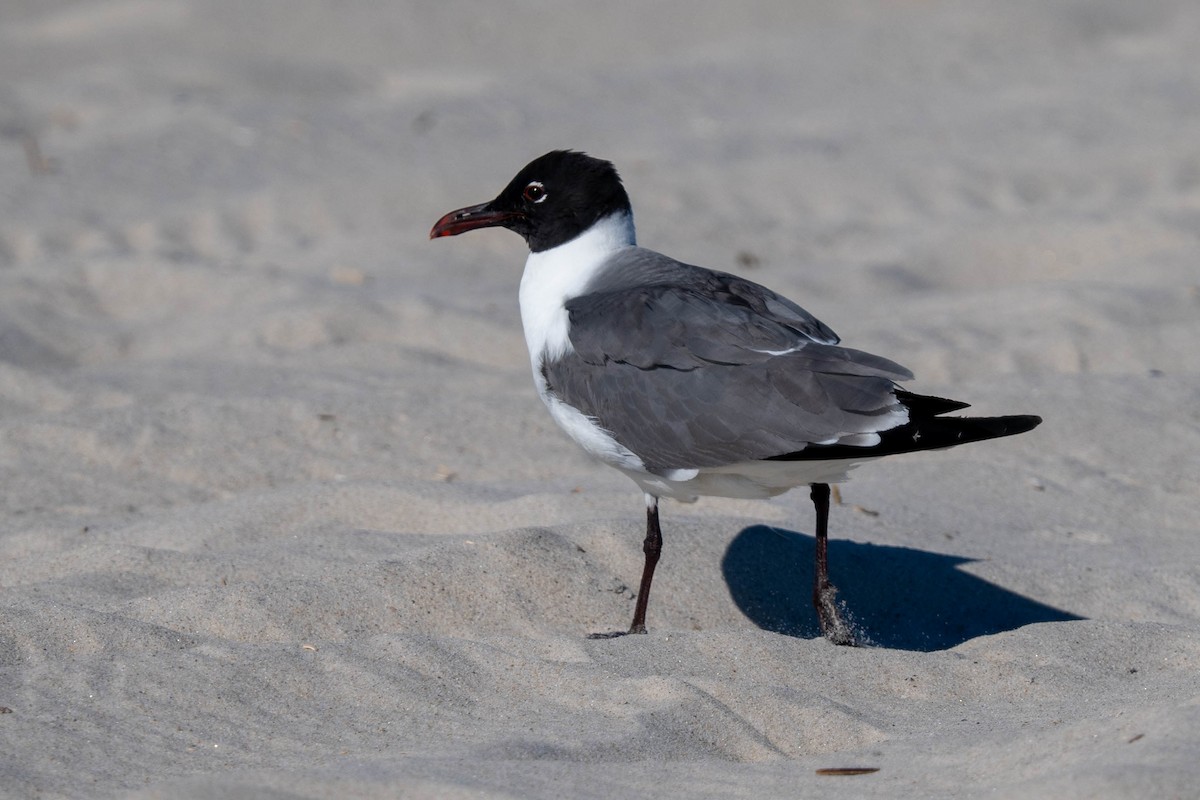 Laughing Gull - Ted Kavanagh