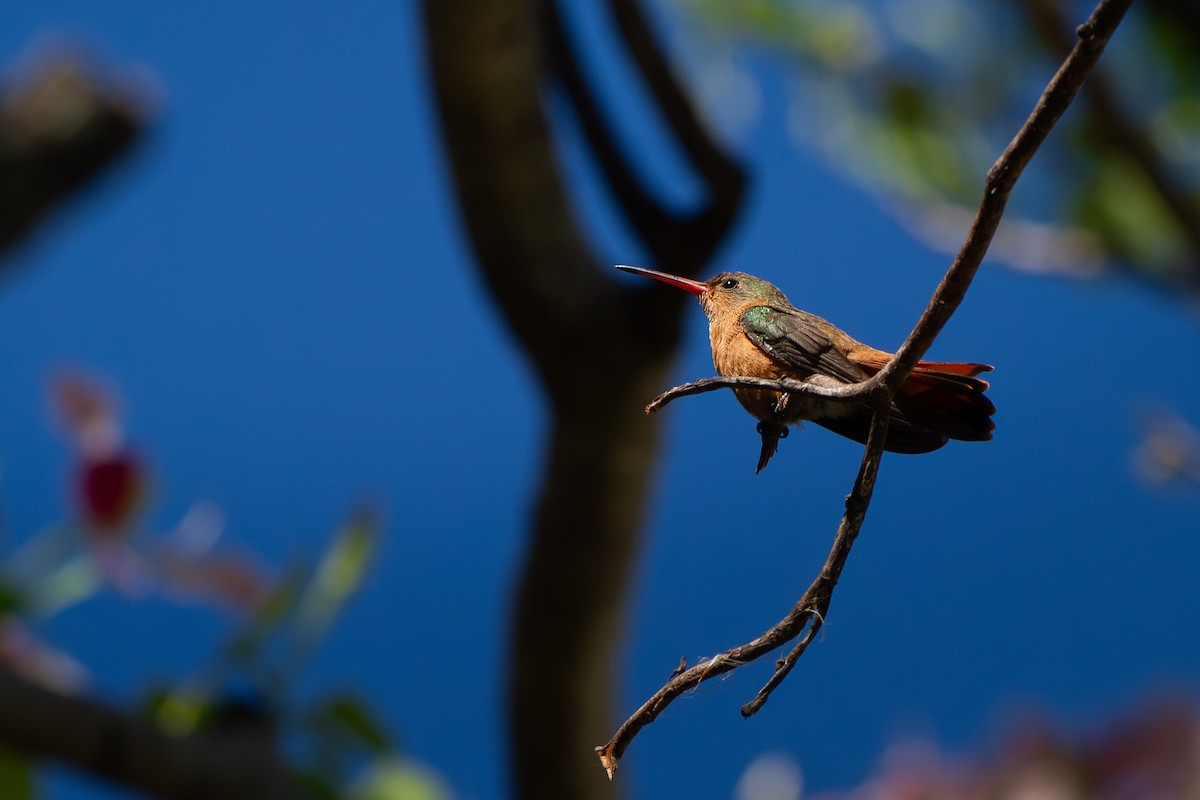 kolibřík ryšavý - ML620924897