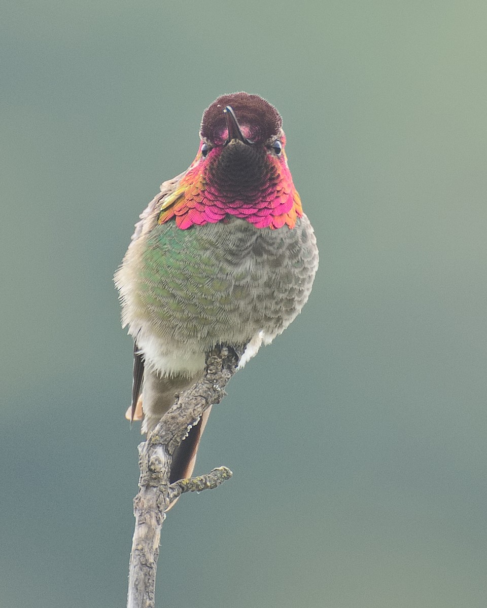 Anna's Hummingbird - ML620924898