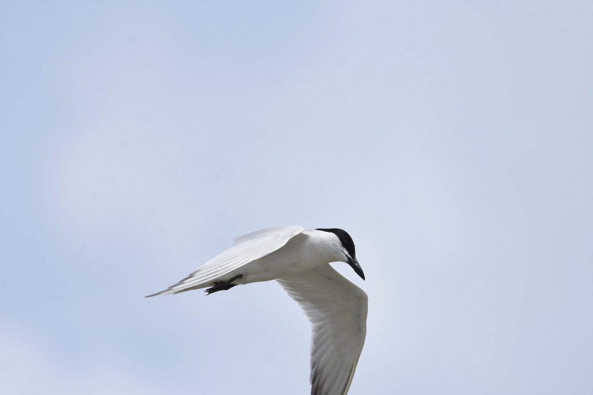 Gull-billed Tern - ML620924901