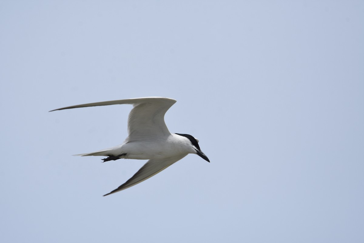 Gull-billed Tern - ML620924902