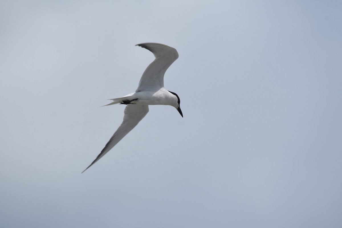 Gull-billed Tern - ML620924903