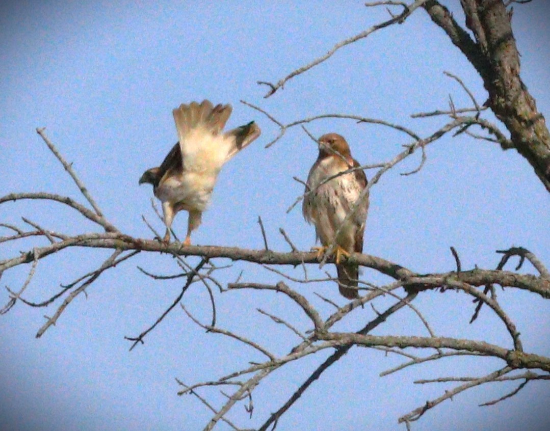 Red-tailed Hawk - ML620924968