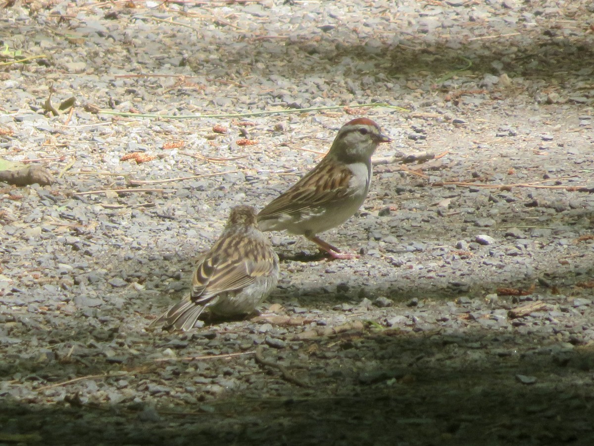 Chipping Sparrow - ML620924974