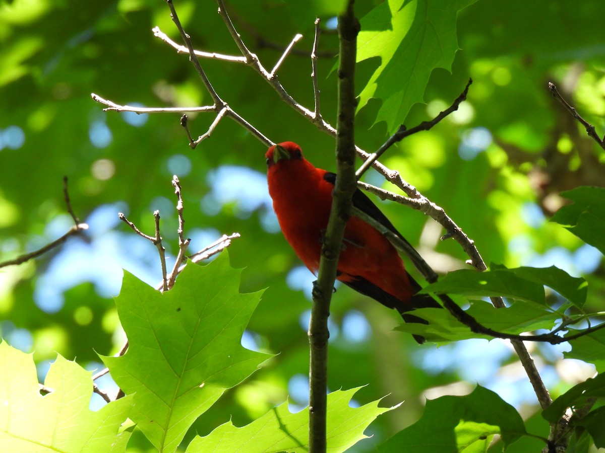 Scarlet Tanager - ML620924996