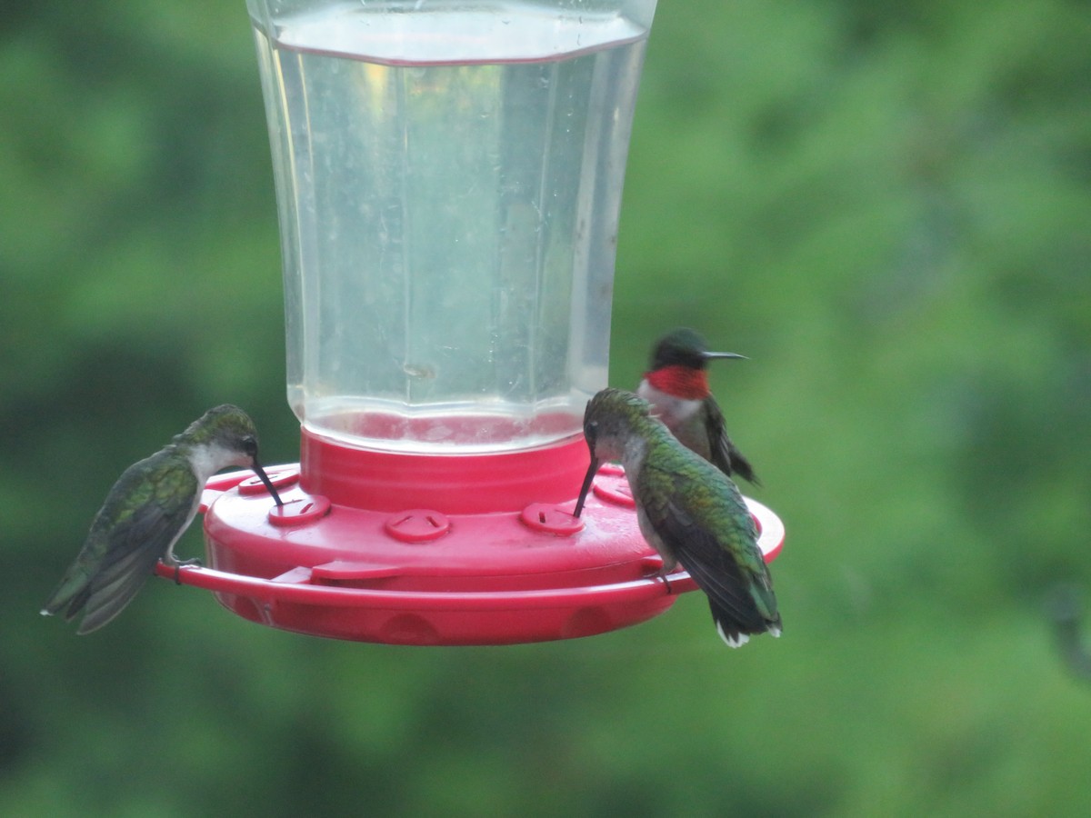 Ruby-throated Hummingbird - ML620925035